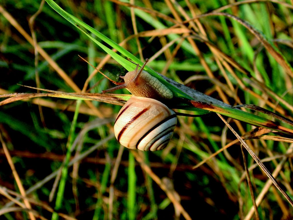 Cepaea vindobonensis, Foto A. MRKVICKA