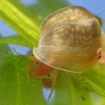 Physella sp., Foto: A. Mrkvicka