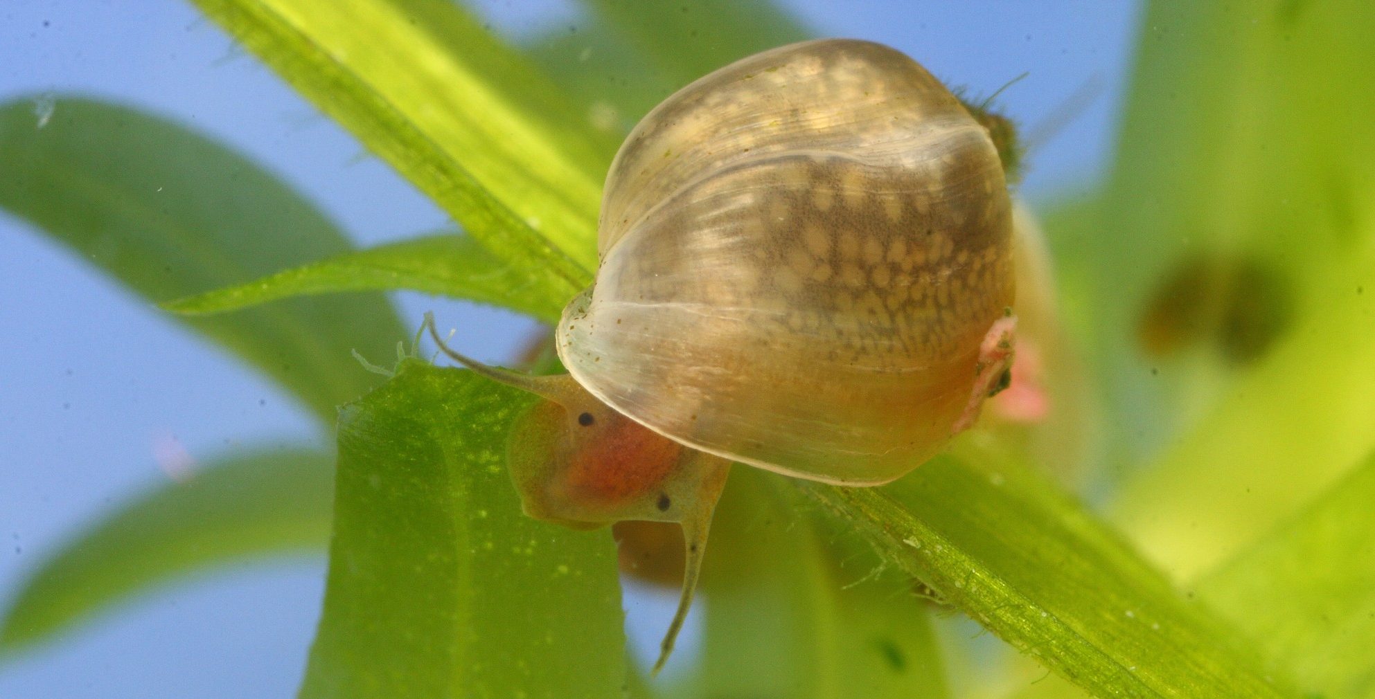 Physella sp., Foto: A. Mrkvicka