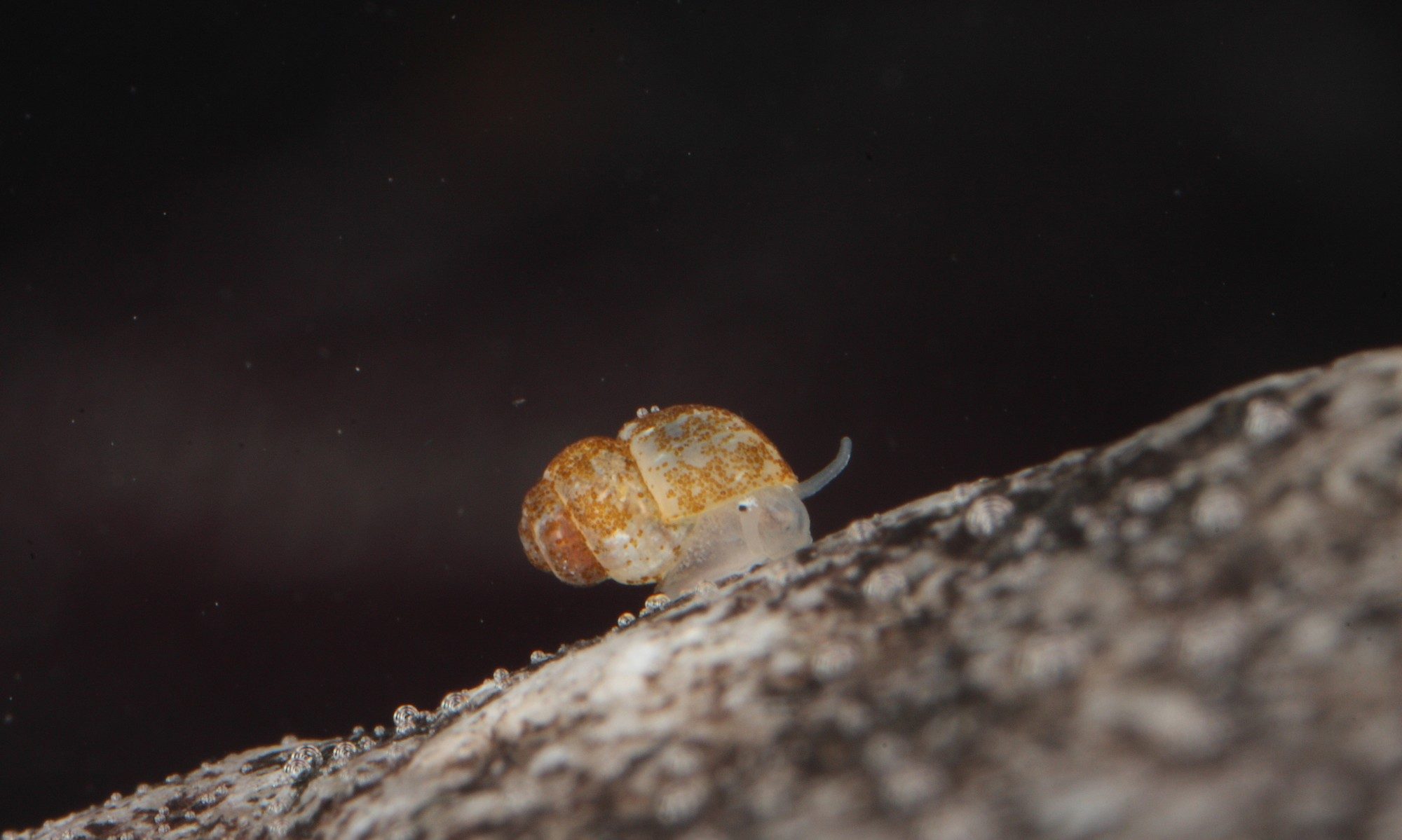 Bythinella sp., Foto: A. Mrkvicka