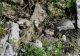 Cylindrus obtusus, Scheiblingstein 2019