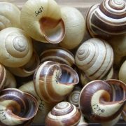 Cepaea nemoralis