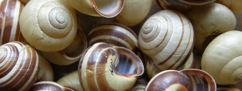 Cepaea nemoralis