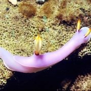 Hypselodoris bullocki