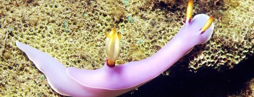 Hypselodoris bullocki