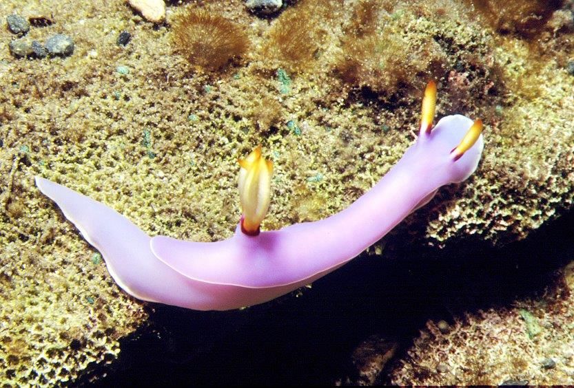 Hypselodoris bullocki