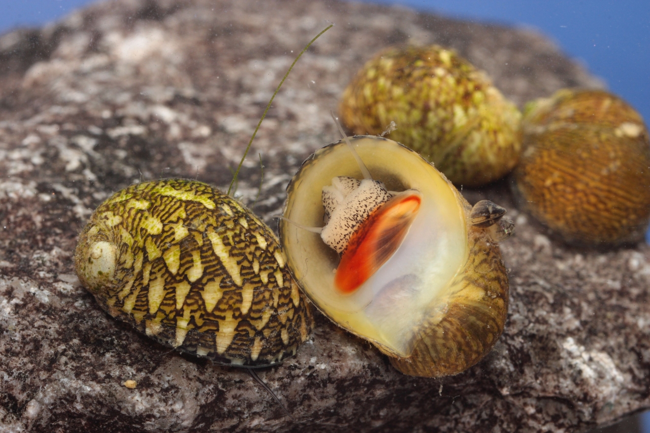 Theodoxus euxinus, Foto: A. Mrvicka