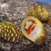 Theodoxus euxinus, Foto: A. Mrvicka