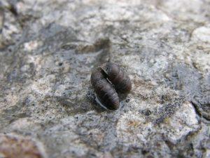 Two specimens of Orcula pseudodolium “kissing”. The photo was made in the species’ type locality, the Sengsengebirge of the National Park Kalkalpen.