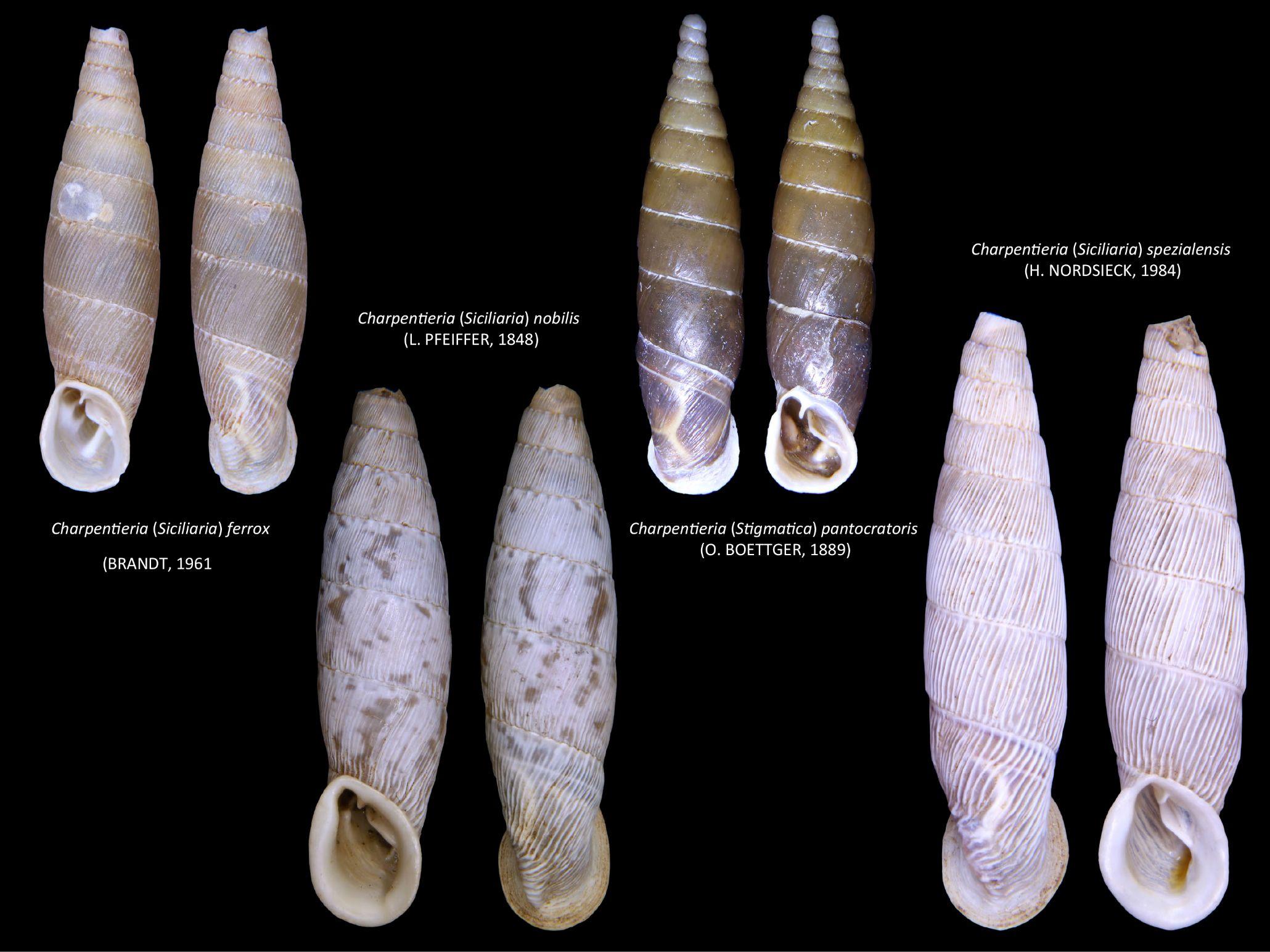 Shells of selected Siciliaria species