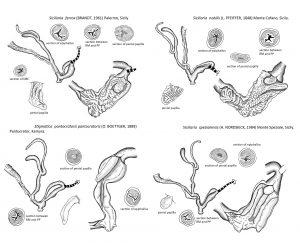 Image of anatomies in selected Siciliaria species