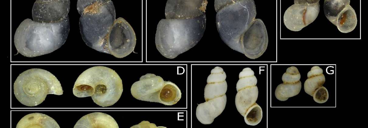 Hydrobioids of the Kalkalpen national park ©NHM Wien