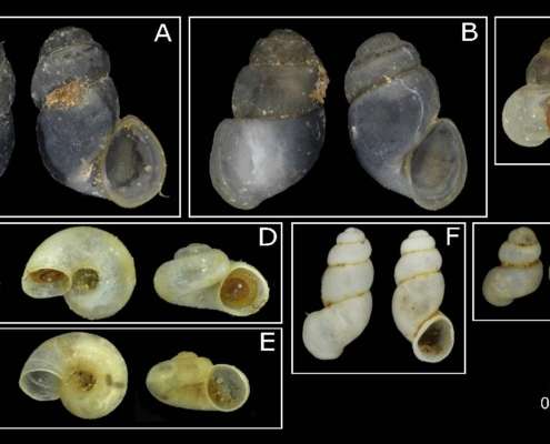 Hydrobioids of the Kalkalpen national park ©NHM Wien