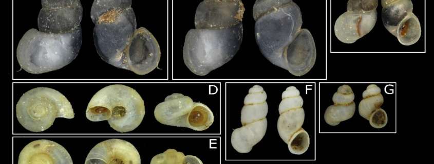 Hydrobioids of the Kalkalpen national park ©NHM Wien