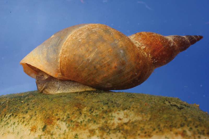 SNAILPOP – Search for Great Pond Snail populations