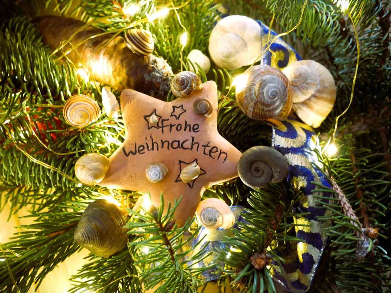 New newsletter of the Malakologische Arbeitsgemeinschaft Salzburg