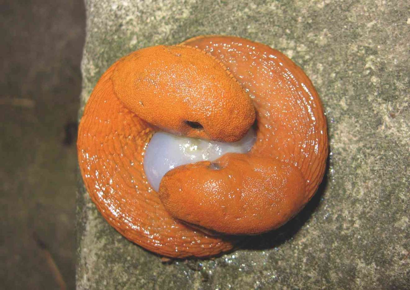 Two Arion vulgaris slugs mating. Foto: A. Mrkvicka