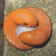 Two Arion vulgaris slugs mating. Foto: A. Mrkvicka