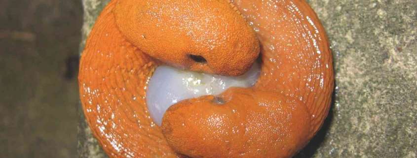 Two Arion vulgaris slugs mating. Foto: A. Mrkvicka