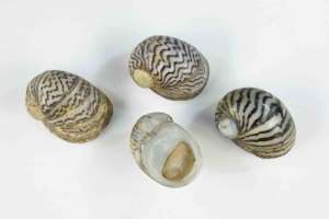 Theodoxus danubialis shells