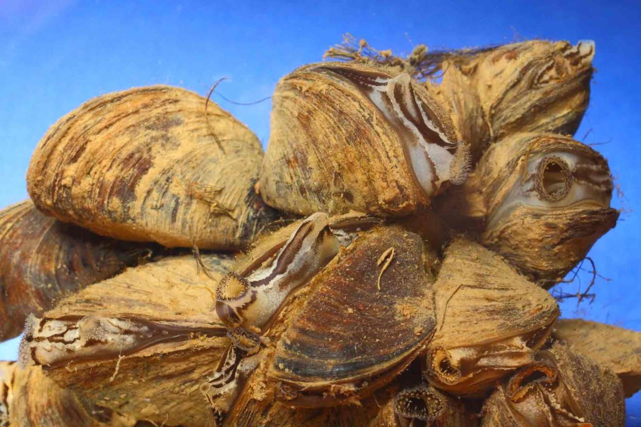 Dreissena polymorpha Muscheln © MoFA
