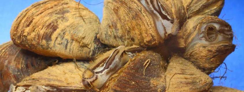 Dreissena polymorpha Muscheln © MoFA