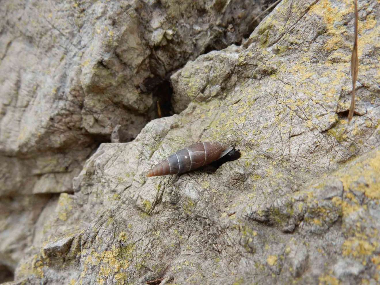 Herilla bosniensis