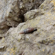 Herilla bosniensis