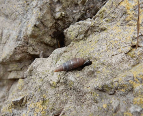 Herilla bosniensis