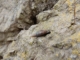 Herilla bosniensis