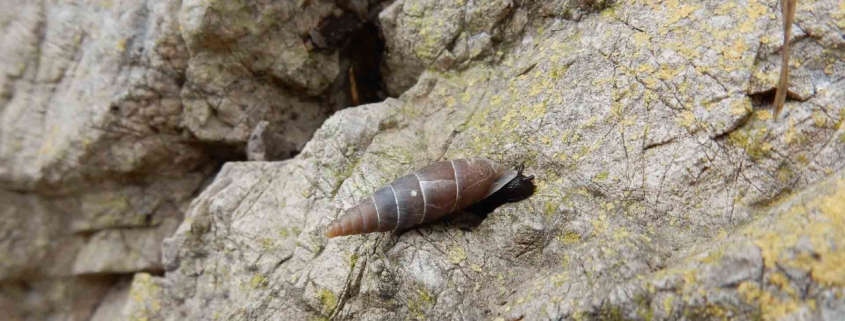 Herilla bosniensis