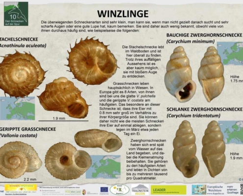 Naturlehrpfad Scharnstein - Tafel "Winzlinge"